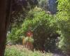 jardin castel sainte claire