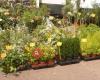 Marché aux fleurs du Vieux Port